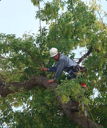 Our specialist removing a tree for a home in Boise 