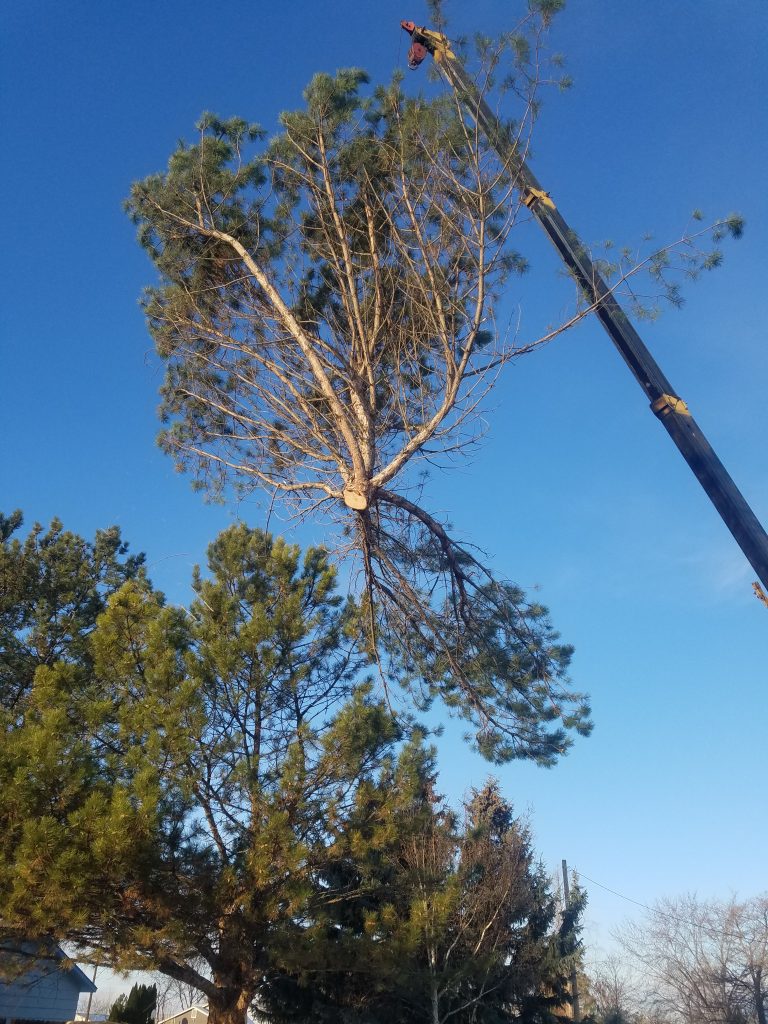 Heartwood Tree Care LLC - Serving Caldwell - Tree Removal